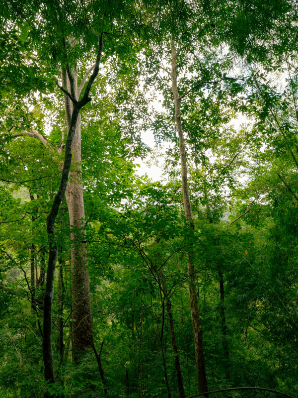 Dichter Wald symbolisiert Klimaschutz und CO₂-Bindung – SEICON Energy bietet zertifizierte Carbon Credits für Ausgleich von Emissionen und Erreichung von Klimazielen.